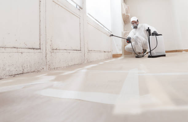 Black mold remediation team in Maplewood