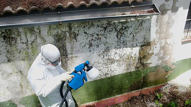 Mold Removal service in Maplewood